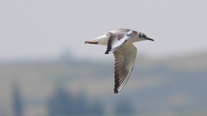 Little Gull