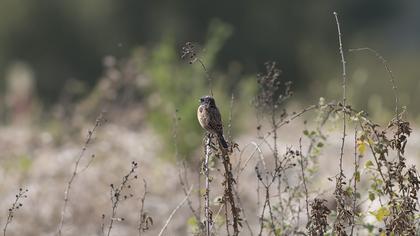 European Stonechat