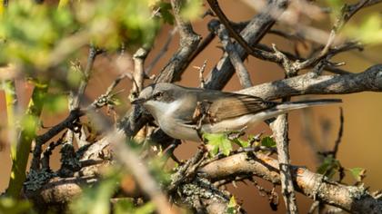 Lesser Whitethroat