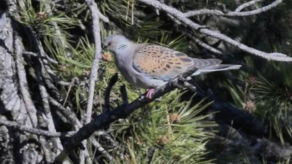 European Turtle Dove