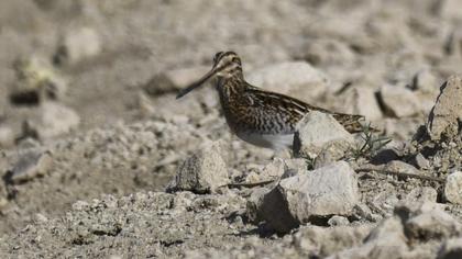 Common Snipe