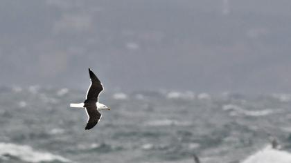 Lesser Black-backed Gull