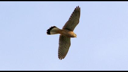 Common Kestrel