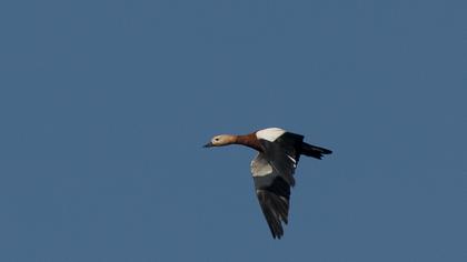 Ruddy Shelduck