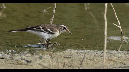 Citrine Wagtail