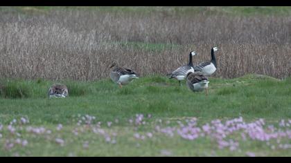 Greylag Goose