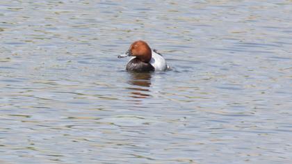 Common Pochard