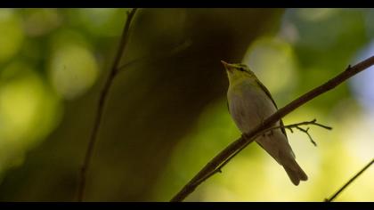 Wood Warbler