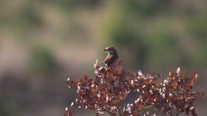 Kızılsırtlı örümcekkuşu