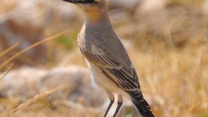 Northern Wheatear