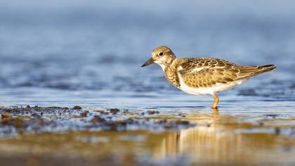 Ruddy Turnstone