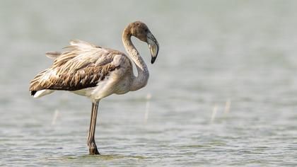 Greater Flamingo