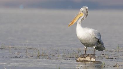 Great White Pelican