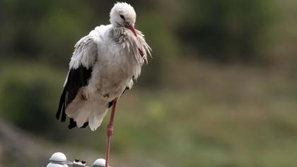 White Stork