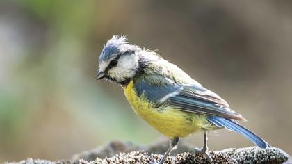 Eurasian Blue Tit