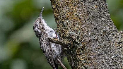 Short-toed Treecreeper