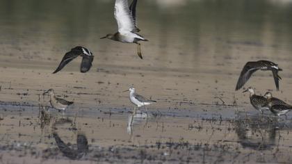 Marsh Sandpiper