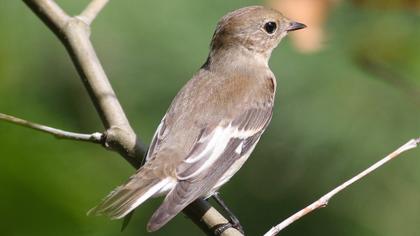Semicollared Flycatcher