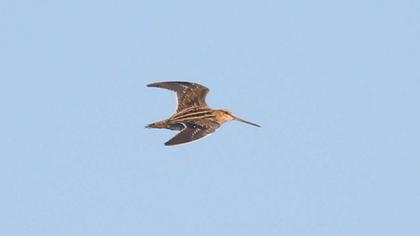 Common Snipe
