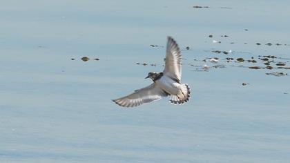Ruddy Turnstone