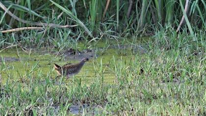 Spotted Crake