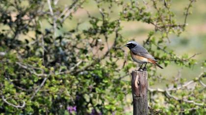 Common Redstart