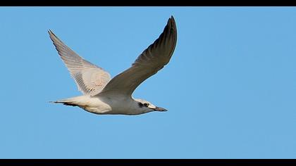 Gull-billed Tern