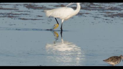 Küçük ak balıkçıl