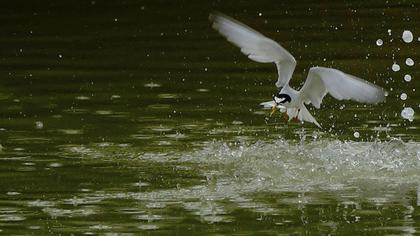 Little Tern