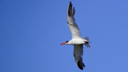 Caspian Tern