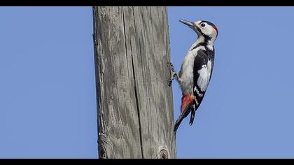 Syrian Woodpecker