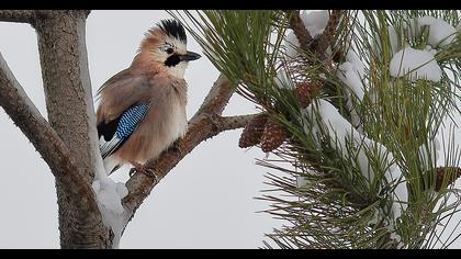 Eurasian Jay