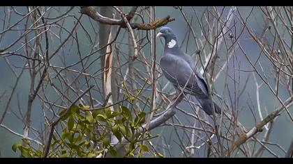 Common Wood Pigeon