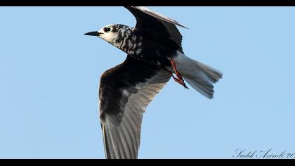 White-winged Tern