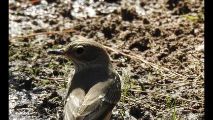 Spotted Flycatcher
