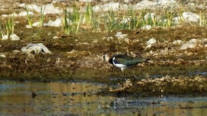 Northern Lapwing