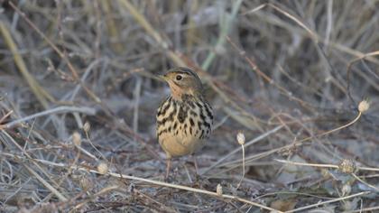 Red-throated Pipit