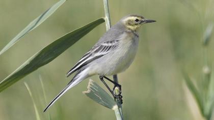 Citrine Wagtail