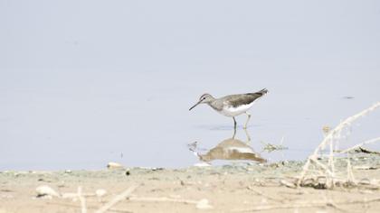 Green Sandpiper