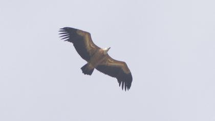 Griffon Vulture