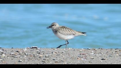Grey Plover