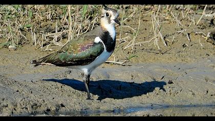 Northern Lapwing