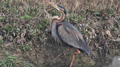 Erguvani balıkçıl