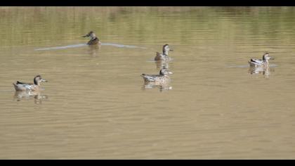 Garganey