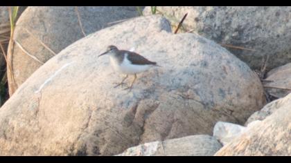 Common Sandpiper