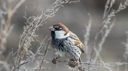 Spanish Sparrow