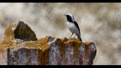 Aksırtlı kuyrukkakan