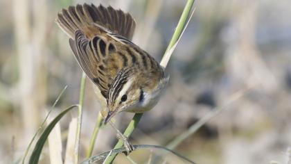 Kındıra kamışçını