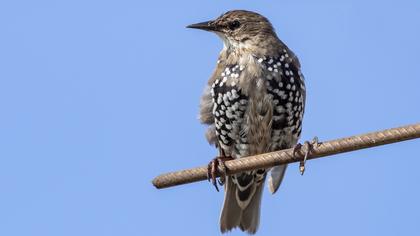 Common Starling