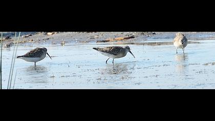 Curlew Sandpiper